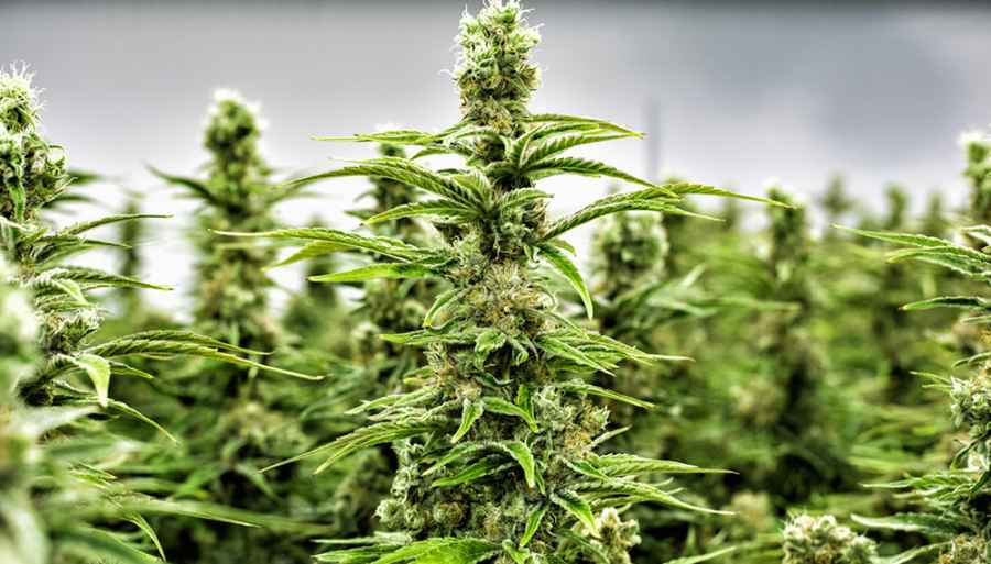 Es ley el cannabis medicinal y cáñamo industrial por amplia mayoría.