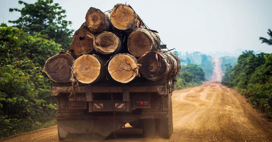Argentina perdió 438 mil hectáreas de bosque