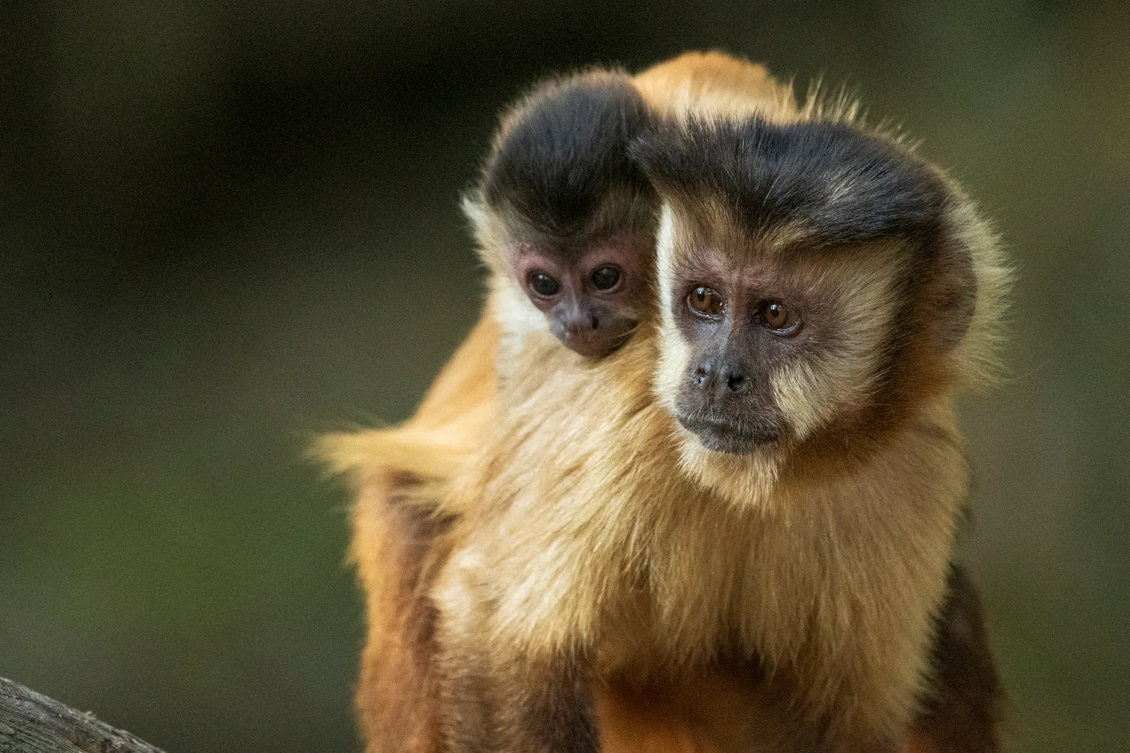 La Naturaleza desaparece: America Latina la más afectada, pierde 95% de su fauna silvestre